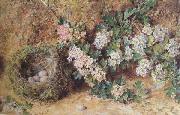 William Henry Hunt,OWS Chaffinch Nest and  May Blossom (mk46) Spain oil painting reproduction